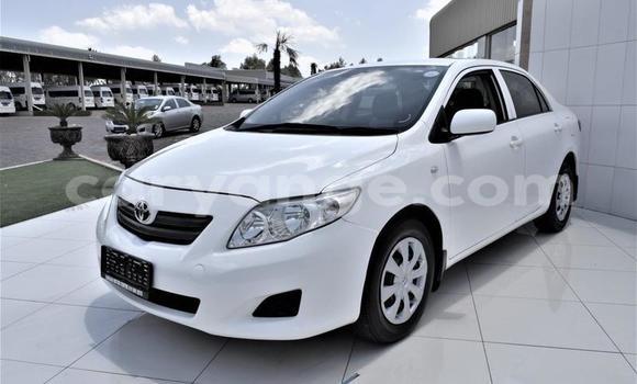 Buy Used Toyota Corolla White Car in Windhoek in Namibia