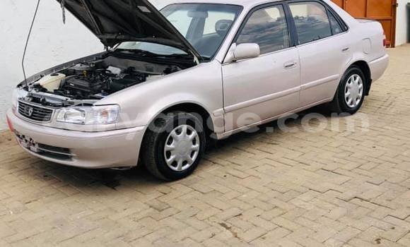 Acheter Occasion Voiture Toyota Corolla Gris à Arandis, Kunene Acheter Occasion Voiture Toyota Corolla Gris à Arandis, Kunene