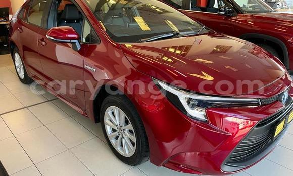 Buy Used Toyota Corolla Red Car in Windhoek in Namibia Buy Used Toyota Corolla Red Car in Windhoek in Namibia