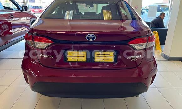 Buy Used Toyota Corolla Red Car in Windhoek in Namibia Buy Used Toyota Corolla Red Car in Windhoek in Namibia