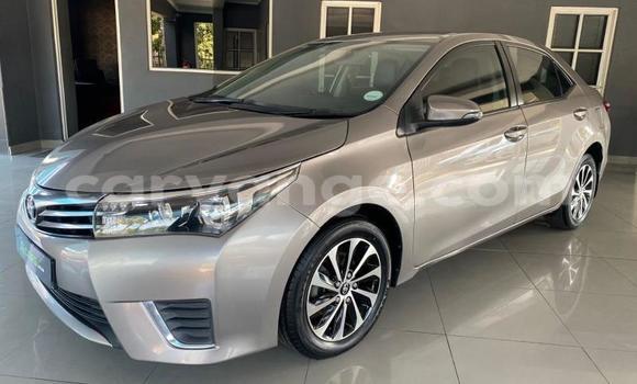 Buy Used Toyota Corolla Brown Car in Windhoek in Namibia