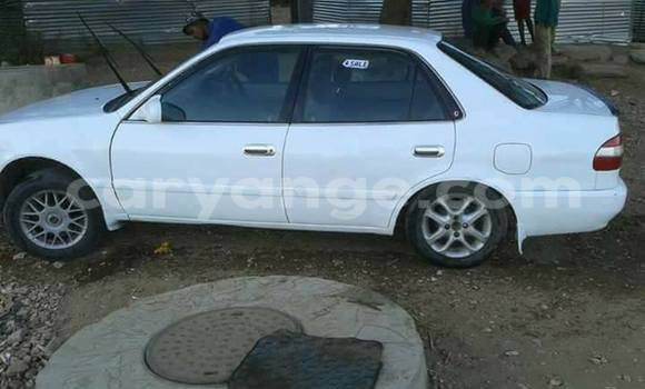 Buy Used Toyota Corolla White Car in Windhoek in Namibia Buy Used Toyota Corolla White Car in Windhoek in Namibia